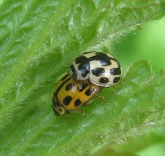 Propylea quatuordecimpunctata