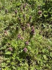 Lamium purpureum