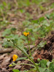 Ranunculus serpens