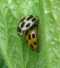 Propylea quatuordecimpunctata