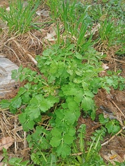 Chelidonium majus