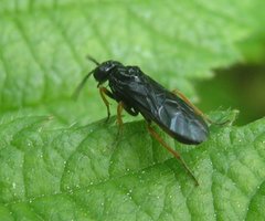 Monophadnus spinolae