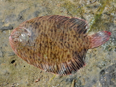 Catathyridium jenynsii