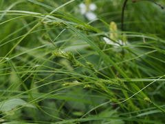Carex rochebrunei