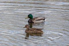 Anas platyrhynchos