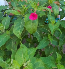 Mirabilis jalapa