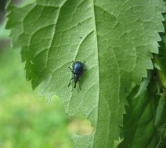 Haplorhynchites caeruleus