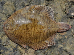 Catathyridium jenynsii