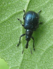 Haplorhynchites caeruleus