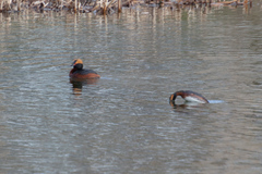 Podiceps auritus