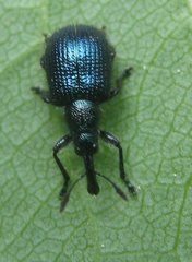 Haplorhynchites caeruleus