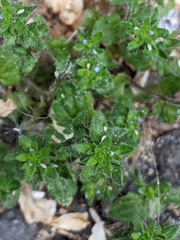 Veronica arvensis