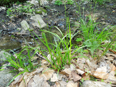 Carex stipata