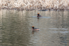 Podiceps auritus