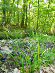 Carex stipata