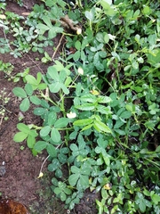 Arachis pintoi image