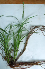 Carex stipata