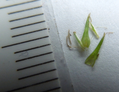 Carex stipata