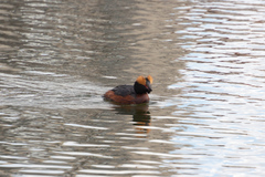 Podiceps auritus