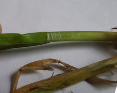 Carex stipata