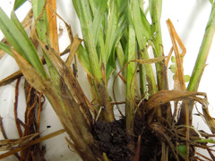 Carex stipata