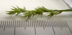 Carex stipata