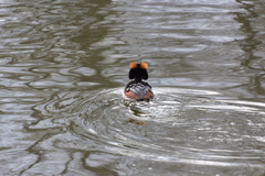 Podiceps auritus