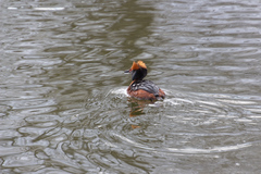 Podiceps auritus