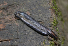 Rossiulus kessleri