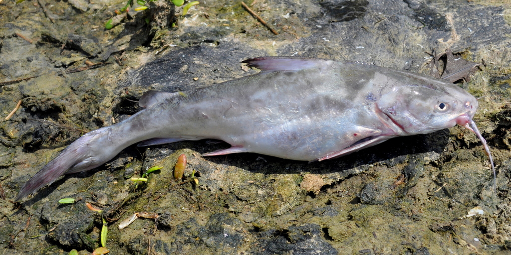 White Sea Catfish