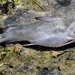 White Sea Catfish - Photo (c) vinicius_s_domingues, some rights reserved (CC BY)