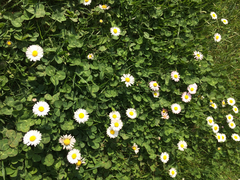 Bellis perennis