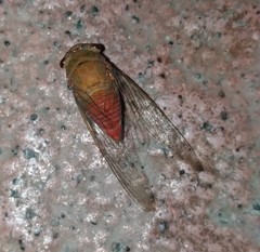 Chremistica ochracea