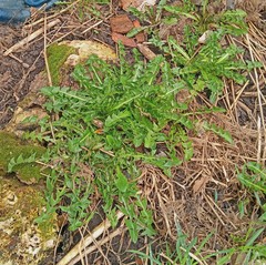 Taraxacum officinale