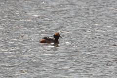 Podiceps auritus
