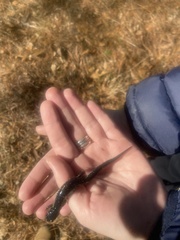 Plethodon chlorobryonis