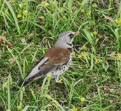 Turdus pilaris