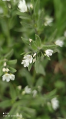 Buglossoides czernjajevii