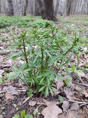 Ranunculus fallax