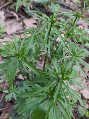 Ranunculus fallax