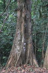 Aphananthe cuspidata