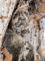 Steatoda nobilis