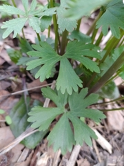 Ranunculus fallax