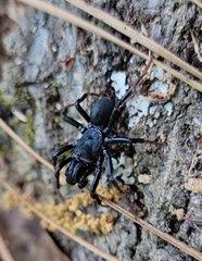 Sphodros atlanticus