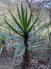 Agave