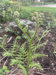 Pteridium aquilinum
