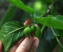 Aphananthe cuspidata