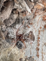 Steatoda nobilis