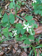 Oxalis triangularis