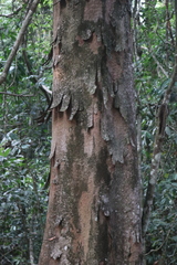 Aphananthe cuspidata